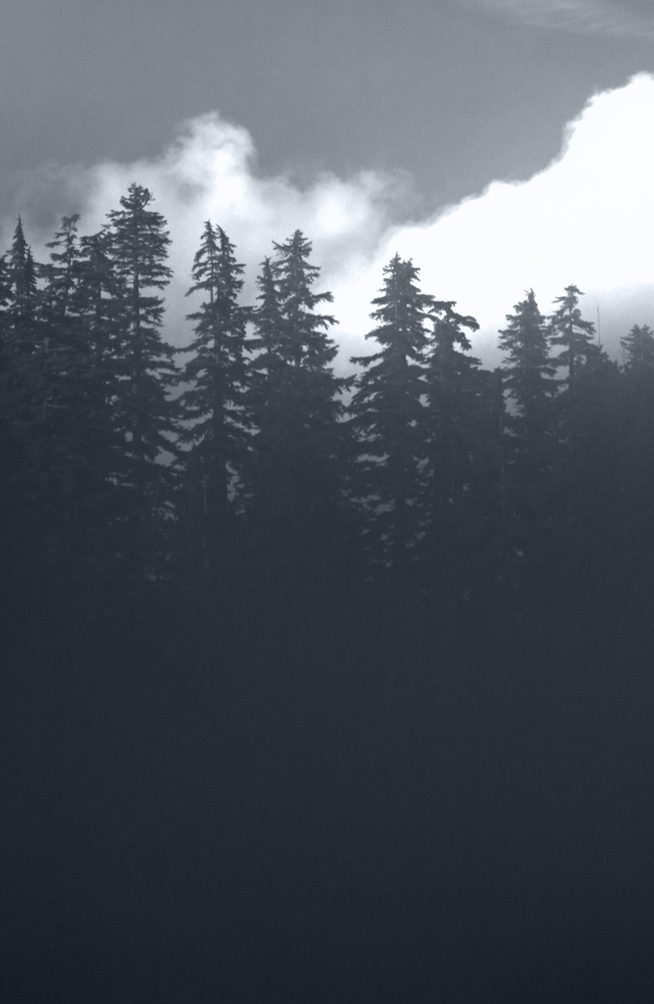 [photo: Trees at Silver Lake]